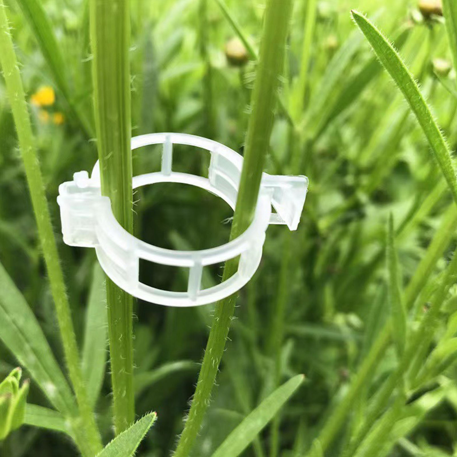 Sichere Kunststoff-Pflanzenkla – Vine Climbing Plastic Bewertung und Preis